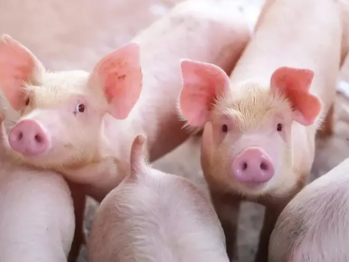 2024年全国饲料工业发展概况