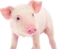 2025开年物价：1月猪肉价格大涨13.8%，牛羊肉持续下跌