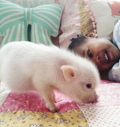 猪价：持续上涨！三大利好支撑猪价，但上涨空间预计不足！