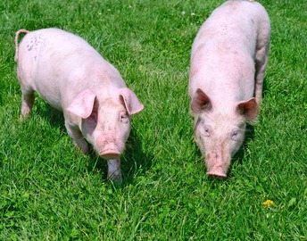 猪价突变！太猛了！未来几天：猪价要有大动作？