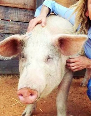 震惊！全国散户或已不足一千万户！1个好消息，2025年养猪还能赚！