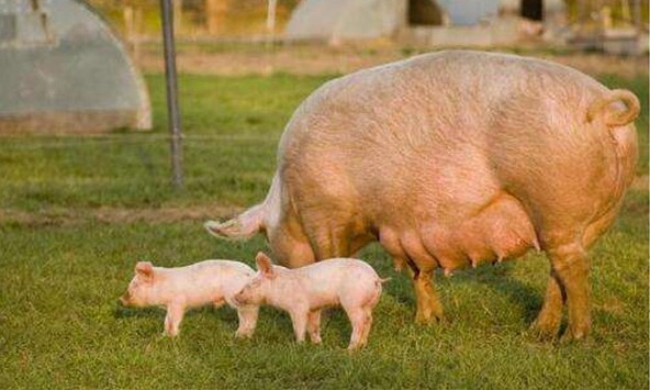 仔猪油皮病怎么治？