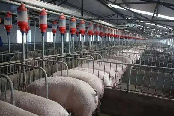 1月销售成绩出炉，上市猪企业绩是猪价风向标吗？