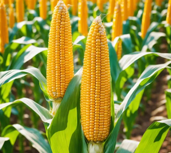 疯癫过后豆粕暴跌！菜粕蔫了！为啥？