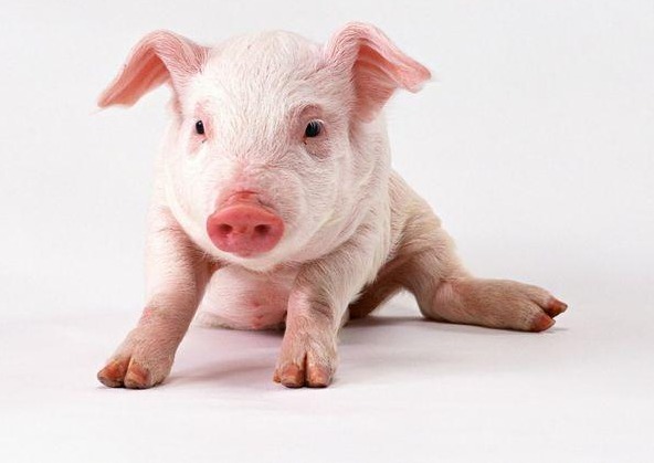 智能化养殖具体包括哪些技术？ 