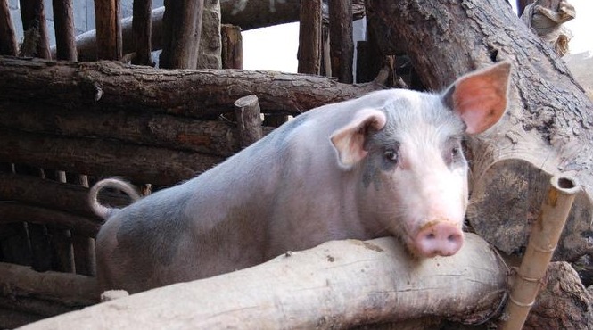 构建高效养殖管理体系：智能养殖解决方案如何实现精准管理与运营优化