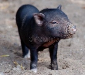 提高生猪饲料转化率的有效策略