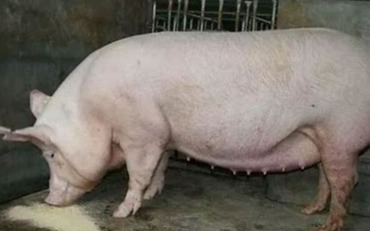 母猪生产瘫痪了怎么办，怎么预防？