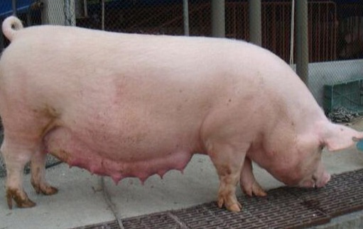 母猪便秘不可怕，就怕兽医不能正确分析其原因，找不到正确处理方法？