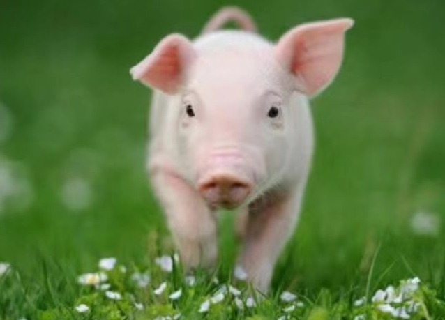 影响哺乳母猪采食量的主要原因