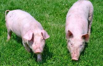 注意！标猪与肥猪价差1块多，二次育肥能赚到钱吗？3大难关告诉你答案！