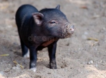 【超前猪价】2月19日 ~2月21日！全国猪价！