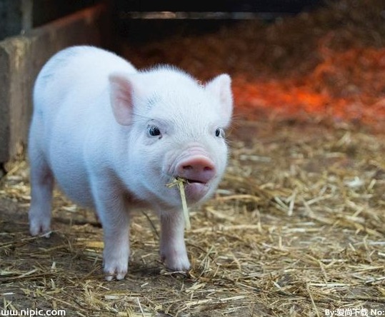 美国加税+巴西大豆问题，豆粕价格飙升！饲料成本上涨，养殖户如何破局？