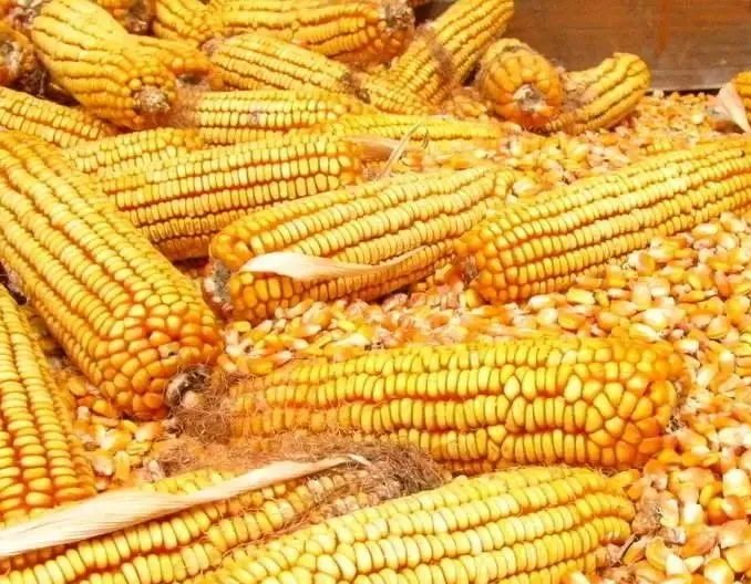 基层种植户出粮未明显增加 用粮企业补库热情高