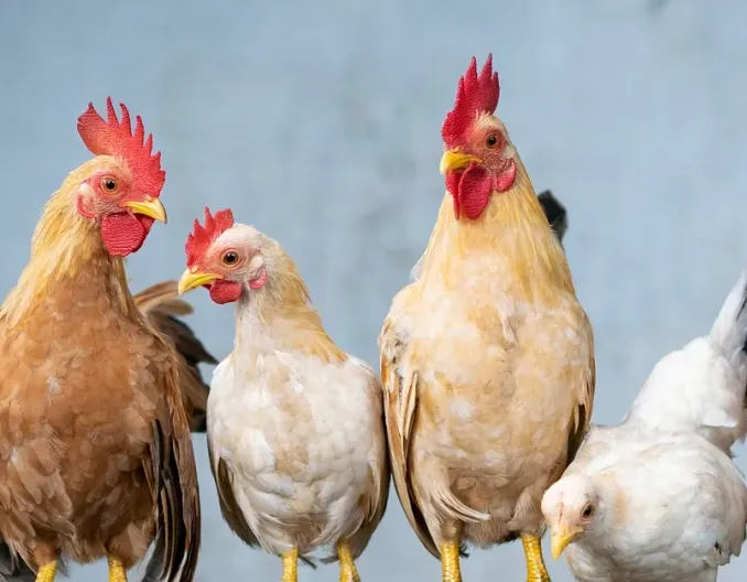 未受“蛋荒”波及 我国鸡蛋市场平稳运行