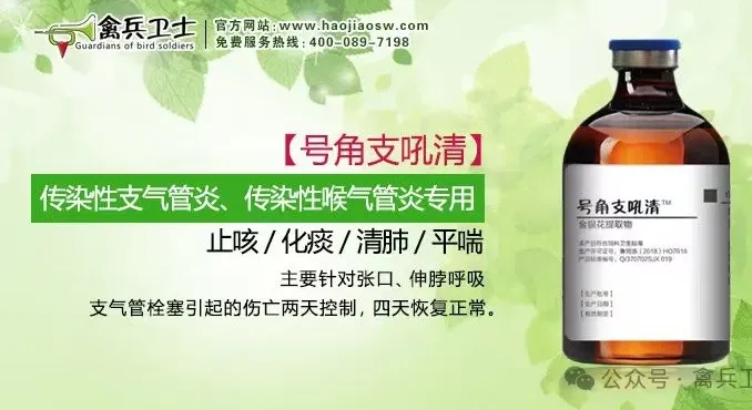 鸡呼吸道病：4大症状病因分析