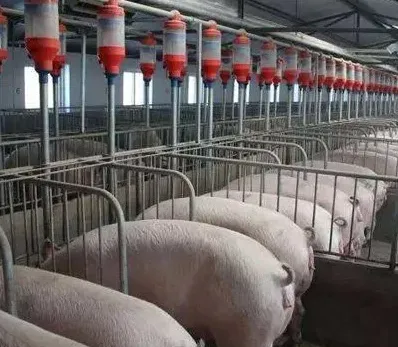 猪企出栏量价齐跌！温氏1月出栏290万头、新希望150万头、正邦科技57万头、唐人神46万头、天康3