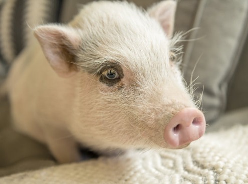 唐人神：香乡猪项目尚处亏损状态，智能养猪系统按既定目标推进