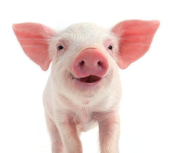 鲜品猪肉：春节后价格震荡下降 一季度或有限降幅