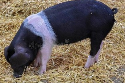 涨跌调整！【明天猪价】2月20日生猪价格涨跌表！