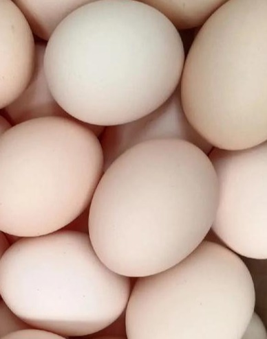 毛鸡价格暴跌：“鸡灾”重来，出路何在？