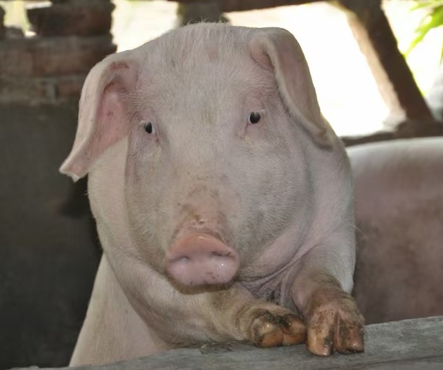 一周国际动物疫情动态