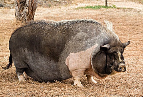 农业农村部关于印发《全国农业科技创新重点领域（2024–2028年）》的通知