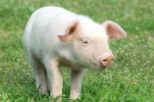 猪价继续偏强 但短期价格或回归弱势