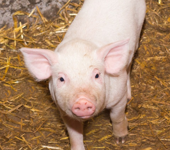 猪价有涨！【明天猪价】2月21日生猪价格涨跌表！