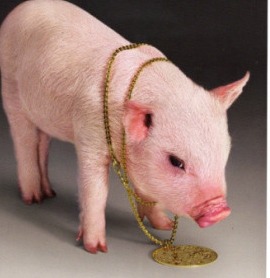 2025.02.20-明天猪价（可喜可贺，全国涨价！）