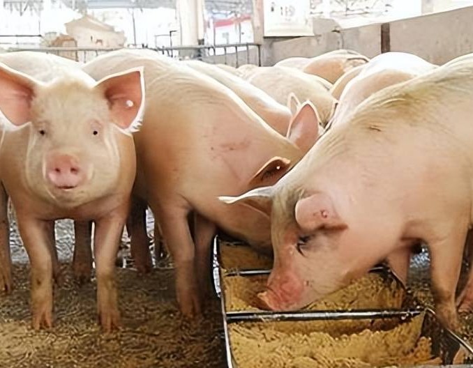 猪的生殖激素分类及特点