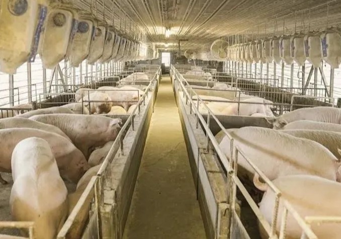 盘点！牧原、温氏、新希望、天邦、神农…巨头6大新动作，未来靠什么生存？