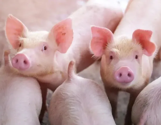 独家 || 2024年全球动保企业五十强榜单出炉