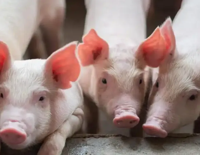 温氏、牧原、天康，最新成本6.4-6.55！第一梯队成本线来了！