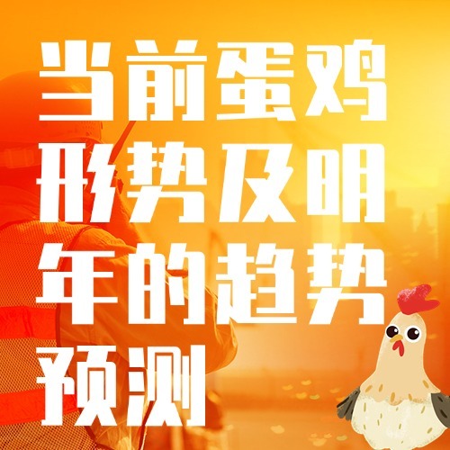 当前蛋鸡形势及明年的趋势预测