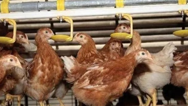 2025 蛋鸡养殖大变局：13 亿存栏之下，鸡蛋价格即将破三！养殖户自救攻略在此！