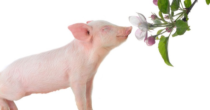 豆粕价格“涨疯了”！仔猪价格“岌岌可危”，二次育肥开始下场！