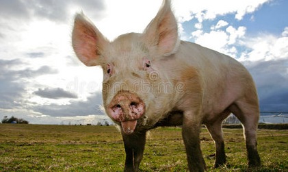 生猪高效健康养殖关键技术