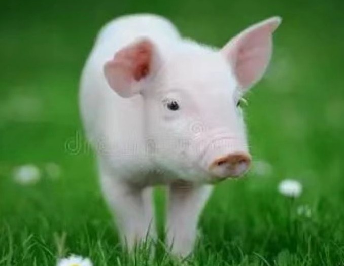 猪流行感冒的症状及治疗