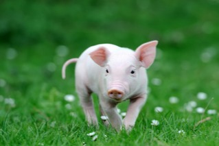 2月25日猪价早知道 - 猪价稳中偏弱大家好，今天来给大家带来最新的猪价行情分析