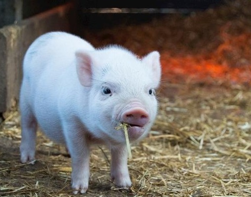 重磅解读！从中央一号文件看养猪行业2025年八大趋势