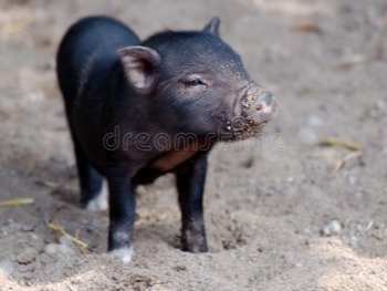 养猪业已经迎来“经营管理红利”时代，谁能登顶？