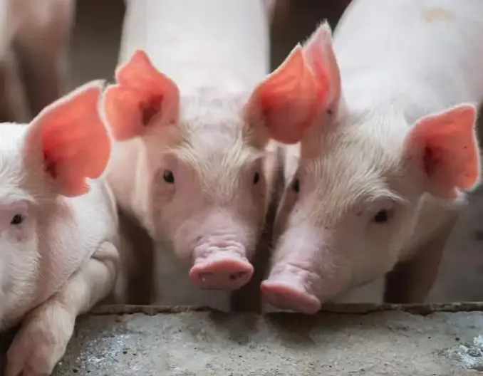 开年就大增！养猪集团接下来咋样？