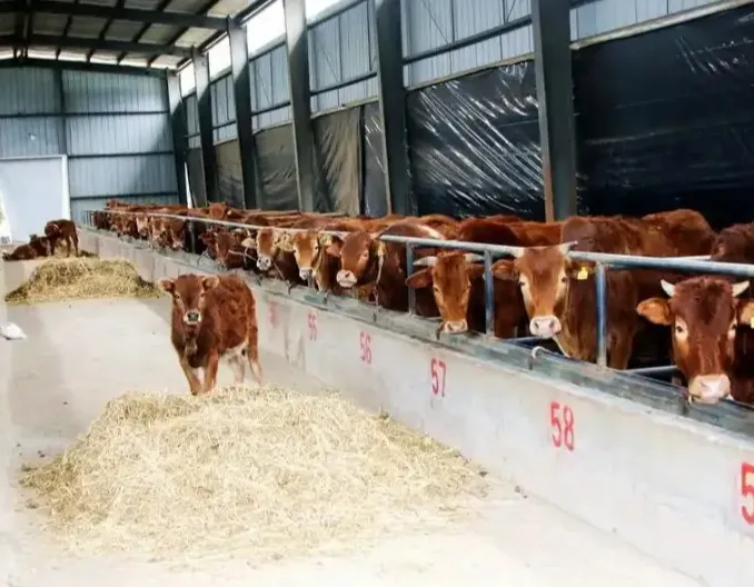 中央一号文件首次提到推动肉牛奶牛产业纾困，2025年行业如何发展