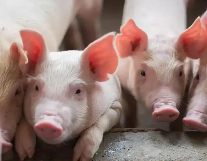 2024年引种3324头！牧原、温氏、德康内循环育种体系成绩凸显，进口种猪主要作为血统补充