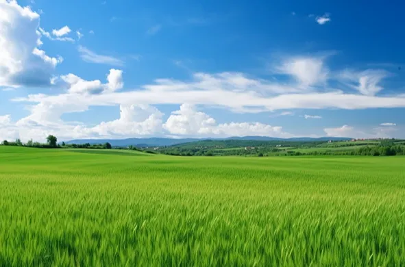 中央财办、中央农办：防止谷贱伤农、肉贱伤农，维护好农民利益