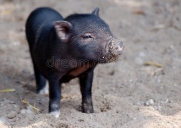 在欧洲芬兰，怎样才称得上“无抗猪肉”？