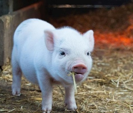 Mysteel解读：猪肉与替代品产量及价格变化