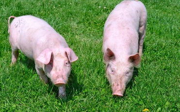 全球玉米有效供应降至近30年新低