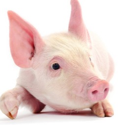 猪周期演绎弱化 上市猪企的“成本战”能否赢回机构超额配置？